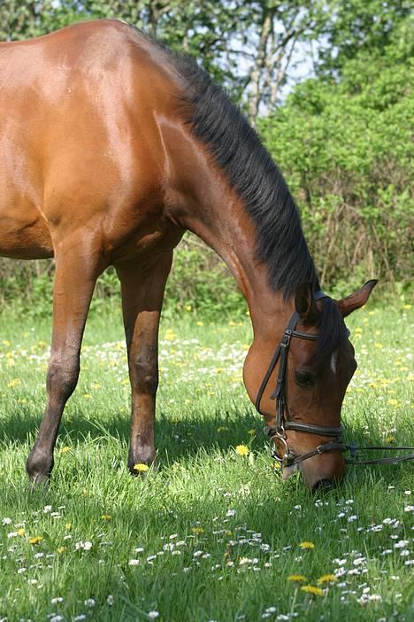 Hollandsk Sportspony Sjanoe - solgt - taget i sommers. maj 2004 billede 4