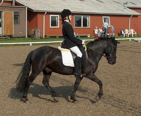 Anden særlig race º•Prins•º ( SOLGT) - mig og prins til klub stævne i kongsvad 1 plads billede 2