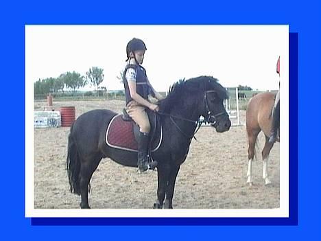 Anden særlig race º•Prins•º ( SOLGT) - havde lige sprunget billede 4