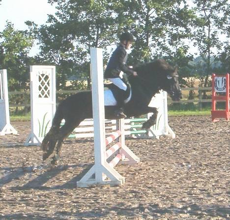 Anden særlig race º•Prins•º ( SOLGT) - mig og prins til første c stævne  billede 5