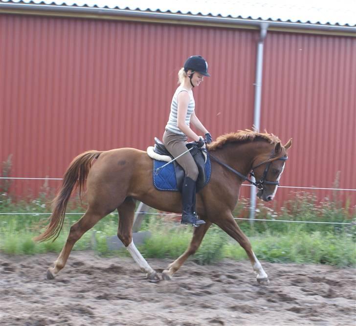 DSP ahorns suprime - fuld trav, Suprime og Natascha billede 2