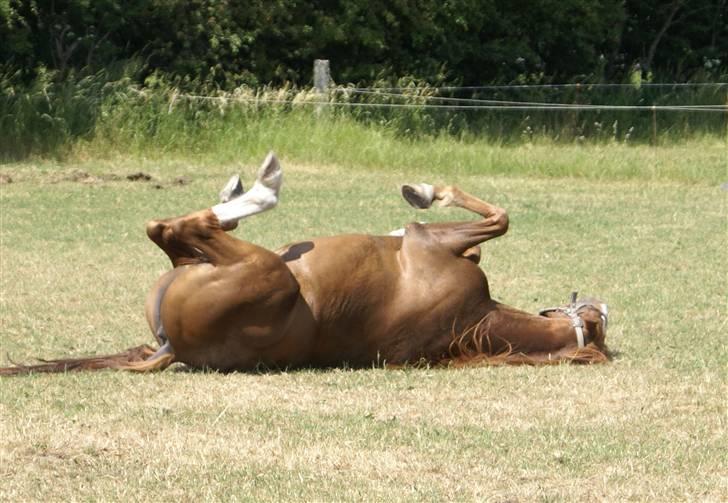 DSP ahorns suprime - en lille rulle tur :-) billede 4