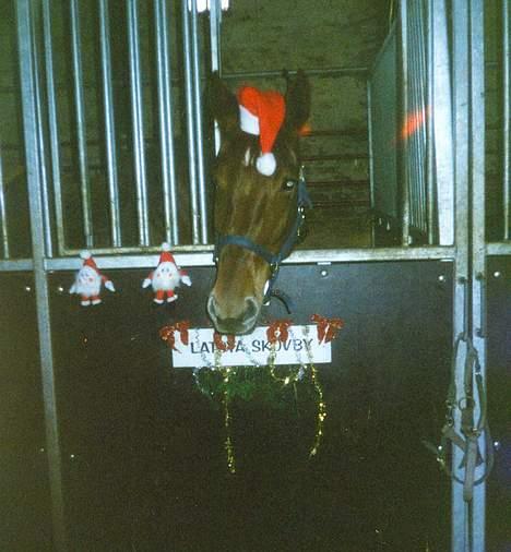 Hannoveraner Latoya Skovby - Seee hvor fiiiin jeg er her op til jul!! billede 1