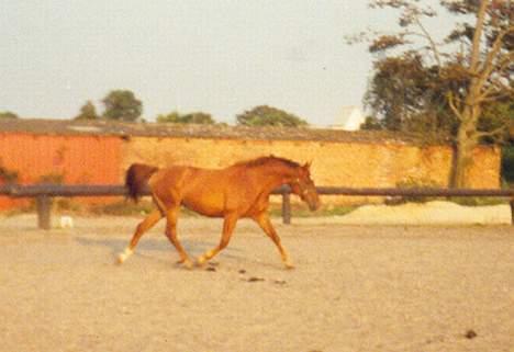 Hannoveraner Latoya Skovby - Hmm det ligner lidt i en ørken, men det er nu bare hos min gamle ejer i Esbjerg billede 2