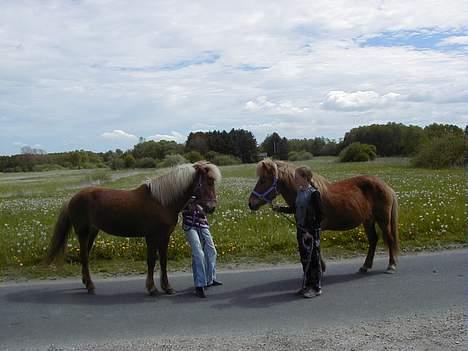Islænder Aldis Fra Lundebakkegård - Aldis med mennesket foran.. (Min veninde) billede 3