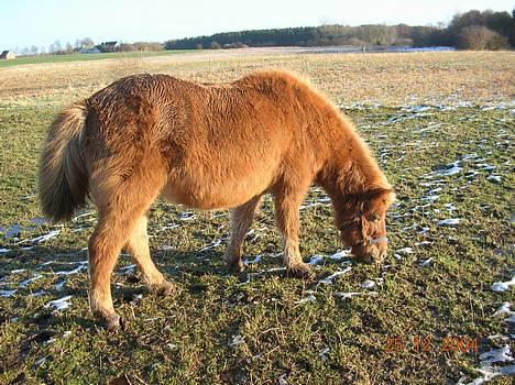 Islænder Aldis Fra Lundebakkegård - Aldis højgravid billede 4