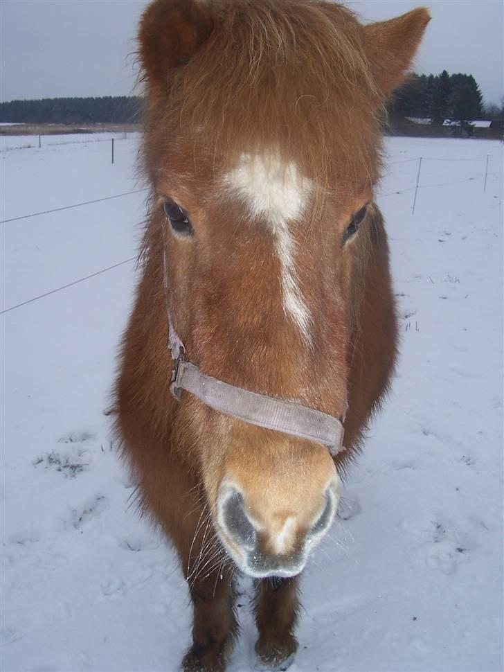Islænder Aldis Fra Lundebakkegård billede 5
