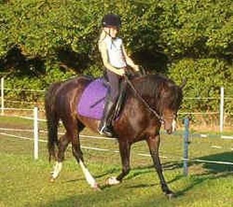 New Forest ahornsVognmangården Topsy - natascha og Topsy, en af de første gange Natascha red Topsy billede 5