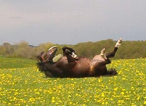 New Forest ahornsVognmangården Topsy - lige en lille rulletur billede 6