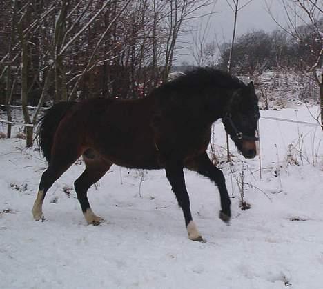 New Forest ahornsVognmangården Topsy - Topsy skal skynde sig ud. billede 7