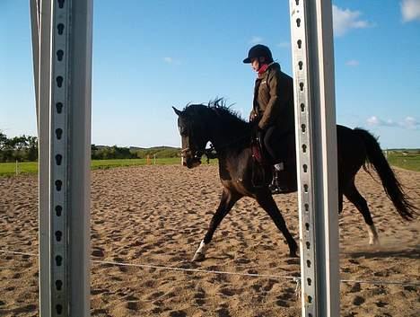 New Forest ahornsVognmangården Topsy billede 8