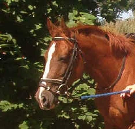 DSP ahorns=Tai Kimiko - Kimiko´s smukke hoved billede 6