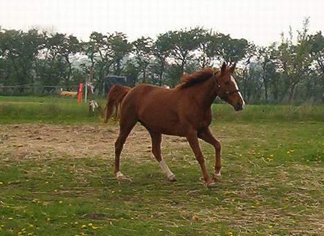 DSP ahorns=Tai Kimiko billede 7