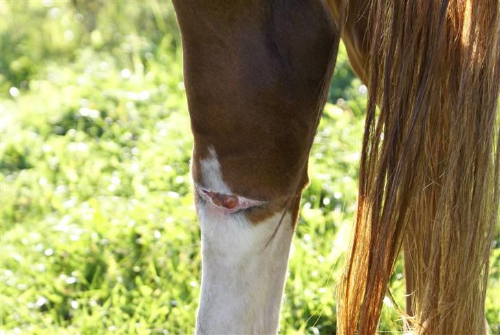 DSP ahorns=Tai Kimiko - så er vi klar til en lille tur. billede 8