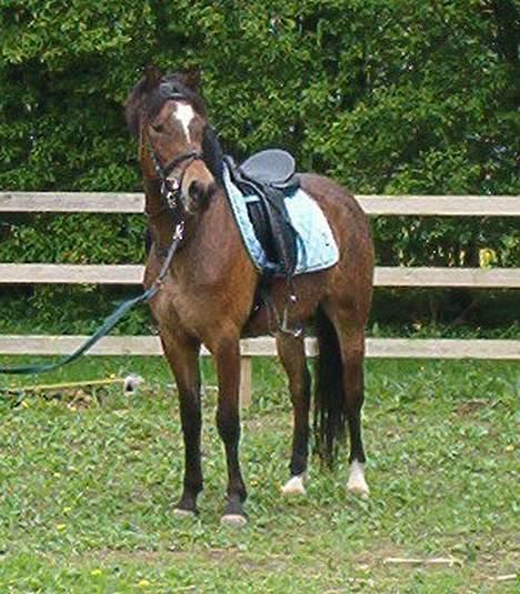 New Forest ahorns=firfod ising sugar billede 2