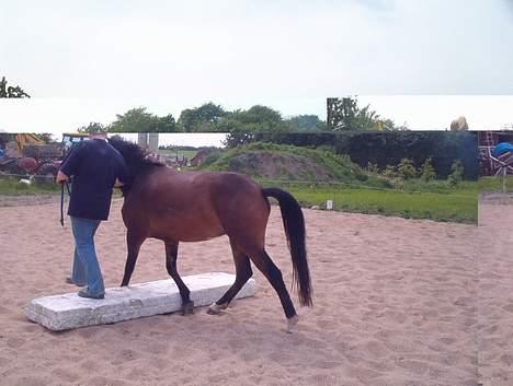 New Forest ahorns=firfod ising sugar billede 5