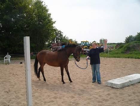 New Forest ahorns=firfod ising sugar billede 6