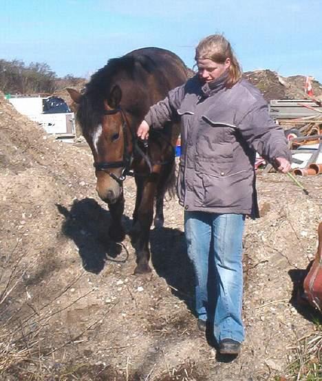 New Forest ahorns=firfod ising sugar billede 8