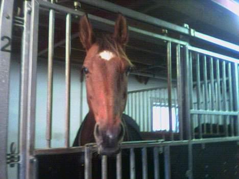 Dansk Varmblod Sognegårdens Valinda - valindas dejlige og smukke hoved, som hun er godt bedømt for :D (elsker den hest) billede 4