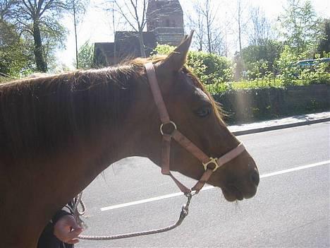 DSP Firhøjs Nobi R.I.P :'( - (Foto by: Maya, min vidunderlige part) billede 9