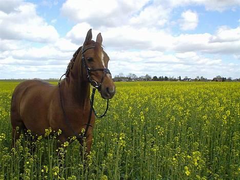 DSP Firhøjs Nobi R.I.P :'( - (Foto by: Maya, min vidunderlige part) billede 7