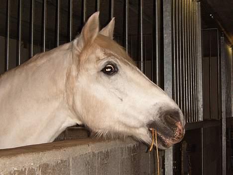 Connemara College boy/ †aflivet† - er det tid til mad..? billede 5