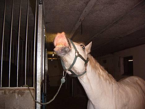 Connemara College boy/ †aflivet† - mums gullerødder...!!! billede 9