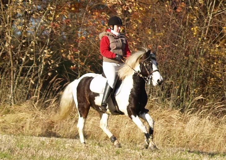 Pinto Hannibal  - Jagt 2007 fuld galop :D billede 6