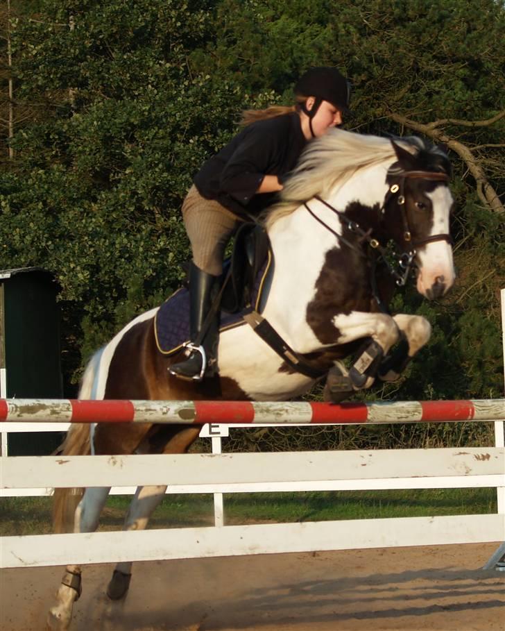 Pinto Hannibal  - min lille prins og jeg,, elsker dig <3 billede 7