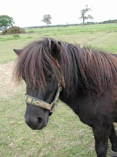 Shetlænder Felix - Hej med jer, her er jeg så... The King Of The World!! billede 1