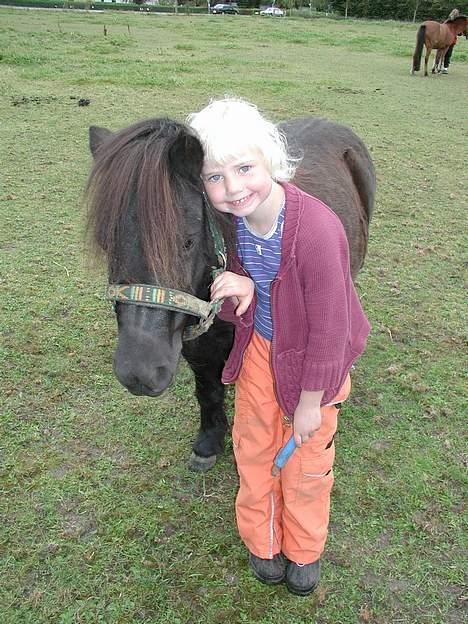 Shetlænder Felix - Her er jeg med min "skønne" tidligere rytter, Julie billede 2