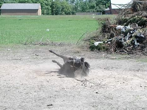 Shetlænder Felix - Arh hvor er det her dejligt. Det bedste rullested på folden.. billede 3