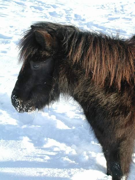 Shetlænder Felix - hmm...det smager lidt anderleds.. =) billede 4