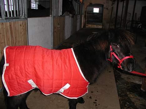 Shetlænder Felix - Mit nye fine røde dækken... billede 5