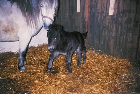 Shetlænder Felix - afsted det går billede 6
