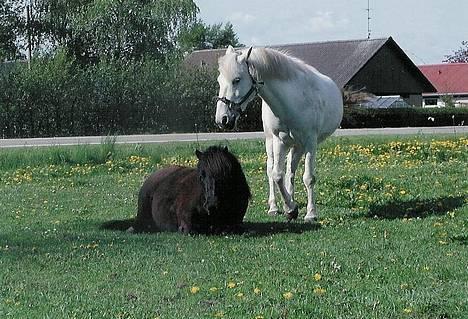 Shetlænder Felix - Felix og Frøns der hygger sig ude på folden.. billede 8