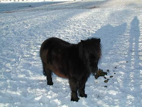Shetlænder Felix - Alene og ensom, Kom til at skræmme de andre væk...  billede 9