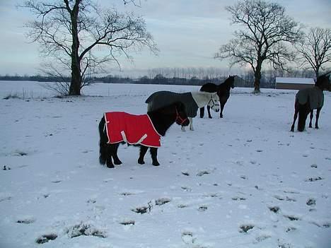 Shetlænder Felix - Her er jeg med min helt egen flok som JEG styrer!! billede 10