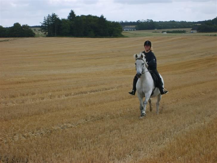 Anden særlig race Beauty Boy - Det billede her betyder meget for mig, da vi red der kom dermange minder op i hovedet på mig. Om vores tid sammen i alle de år jeg har haft Beauty! billede 1