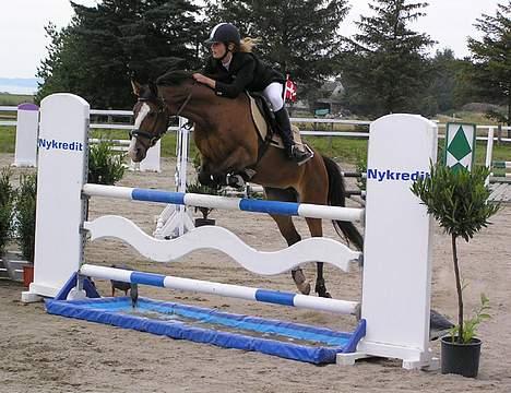 Anden særlig race Paloma Picasso - Landsstævne i Helsinge... MA... billede 3