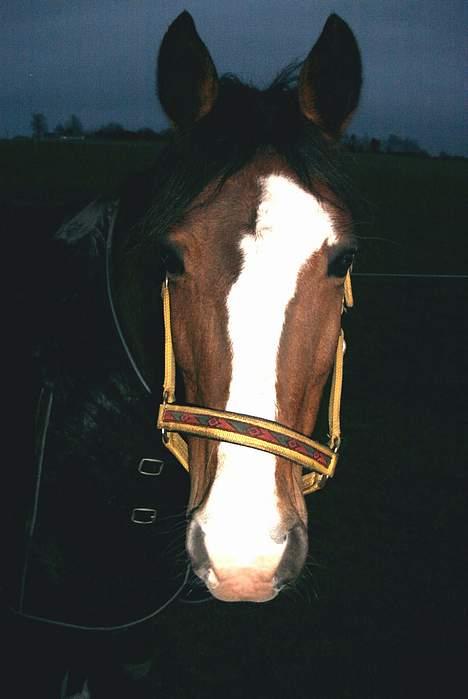 Anden særlig race Paloma Picasso billede 6