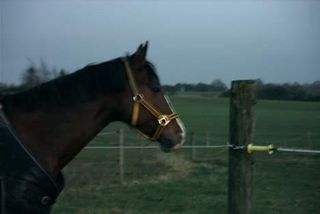 Anden særlig race Paloma Picasso - miin smuksak  billede 7