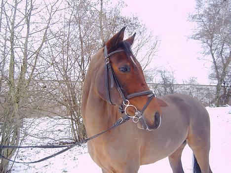 Hollandsk Sportspony Sjanoe - solgt billede 7