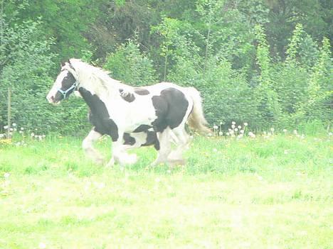 Tinker Linholms Blue mama - 25. maj.. Så er hun kommet ud til Curly, så hun kan blive bedækkede :D billede 1