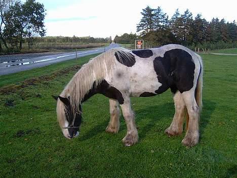 Tinker Linholms Blue mama - Så fin hun er billede 2