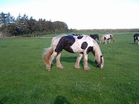 Tinker Linholms Blue mama billede 4