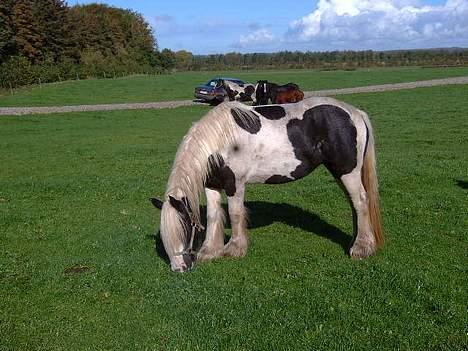 Tinker Linholms Blue mama billede 5