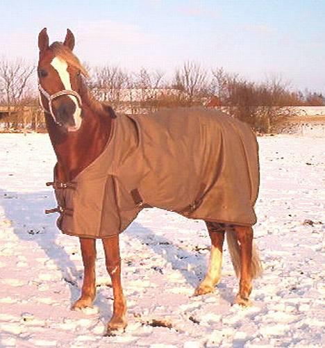 Anden særlig race Østergårdens Easy SOLGT - jamen det sner... =) billede 2