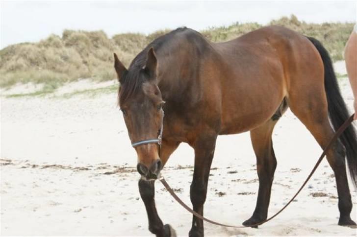 Traver Fjodor Bogø *RIP - Fjodor maj 2009 billede 1