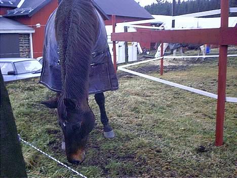 Anden særlig race Hr. Nilson billede 4